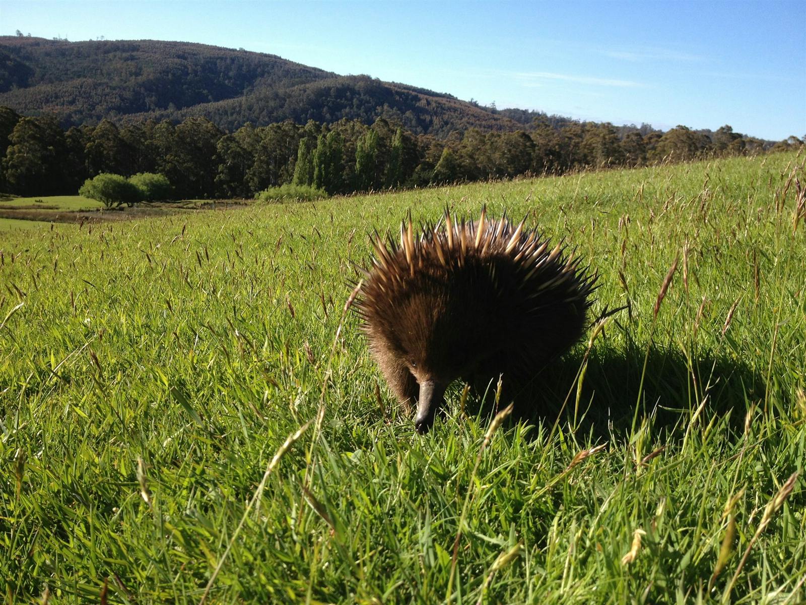 Echidna