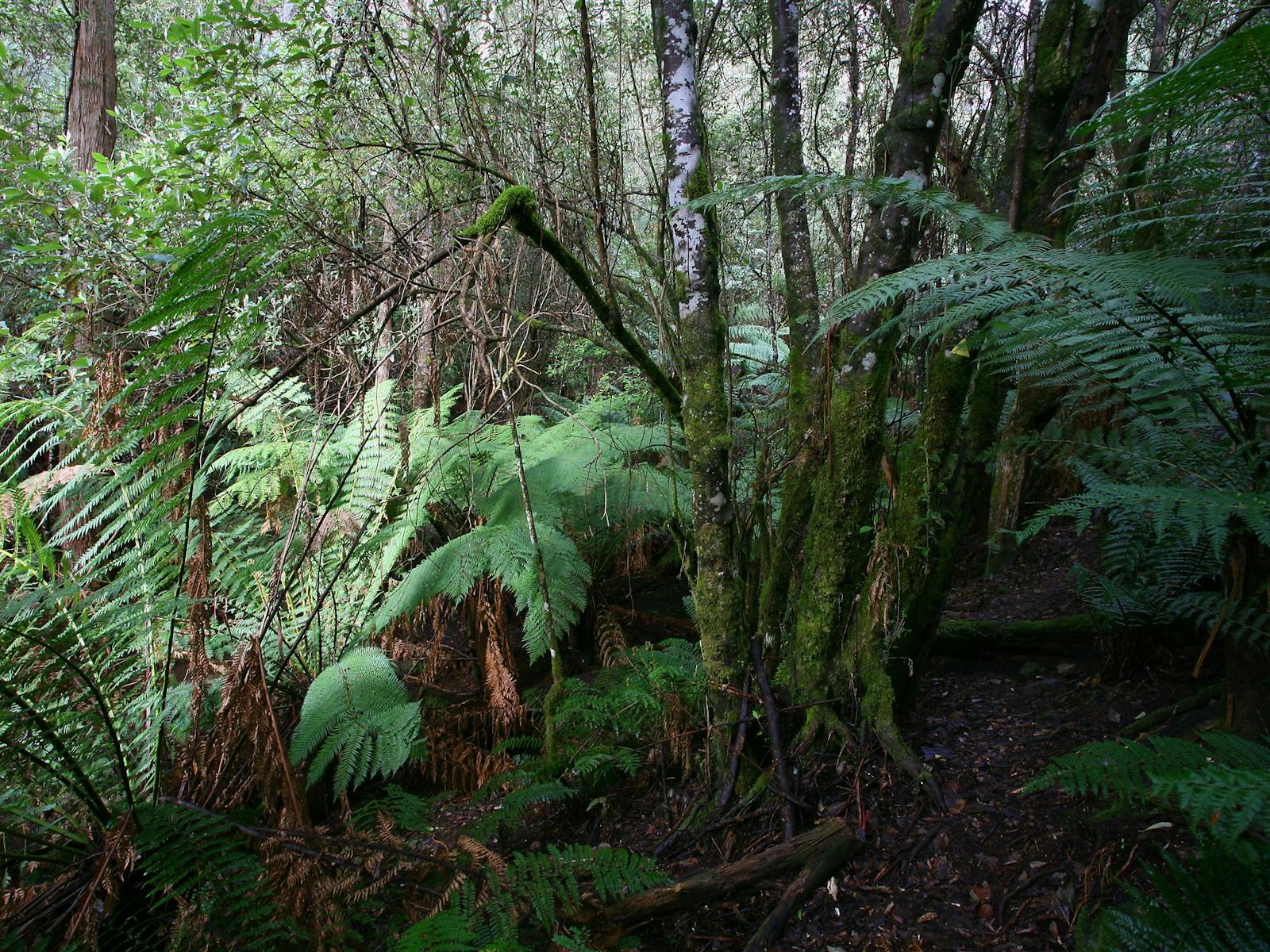 Historic Silver Mine Rainforest Walk
