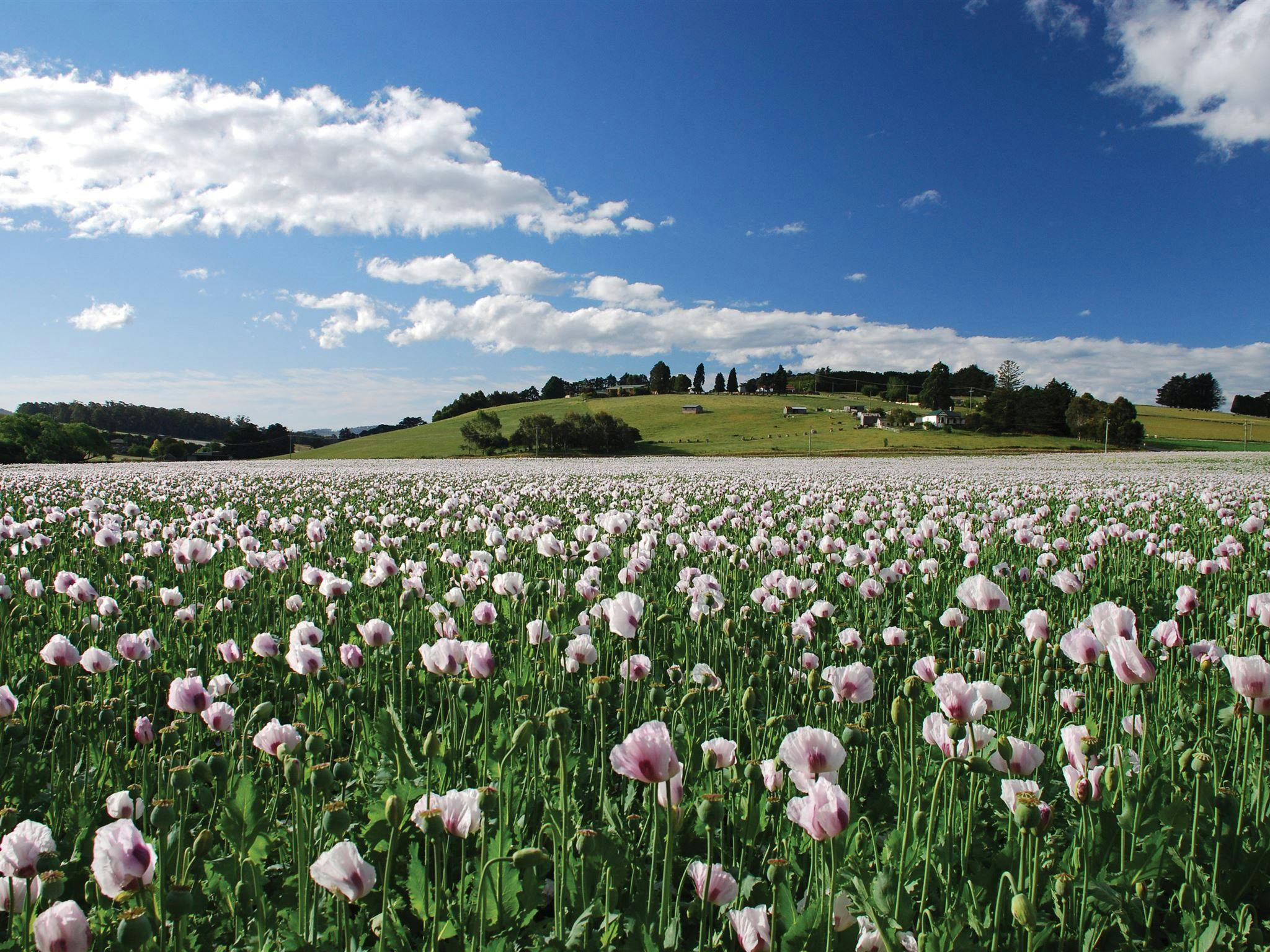 Poppy field
