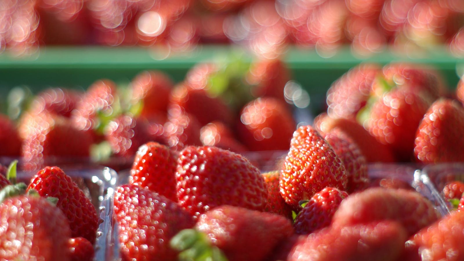 The Berry Patch