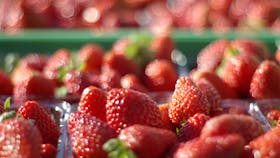 Turners Beach Berry Patch Strawberries