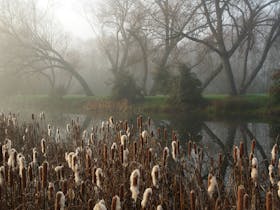Meander River in fog