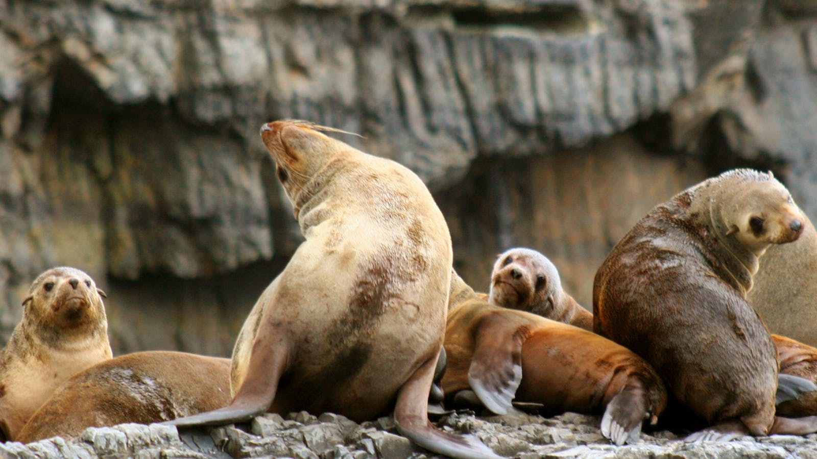 Tasman Island Cruises - Pennicott Wilderness Journeys
