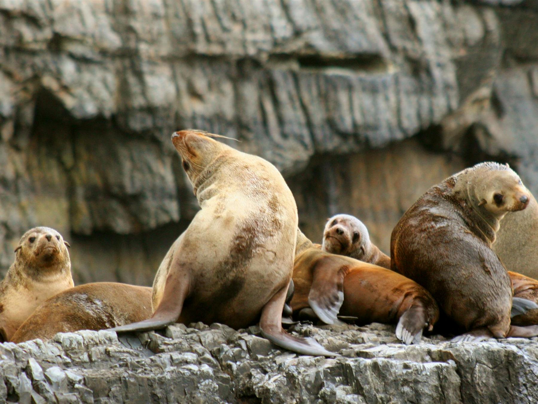 Seals at Tasman Island