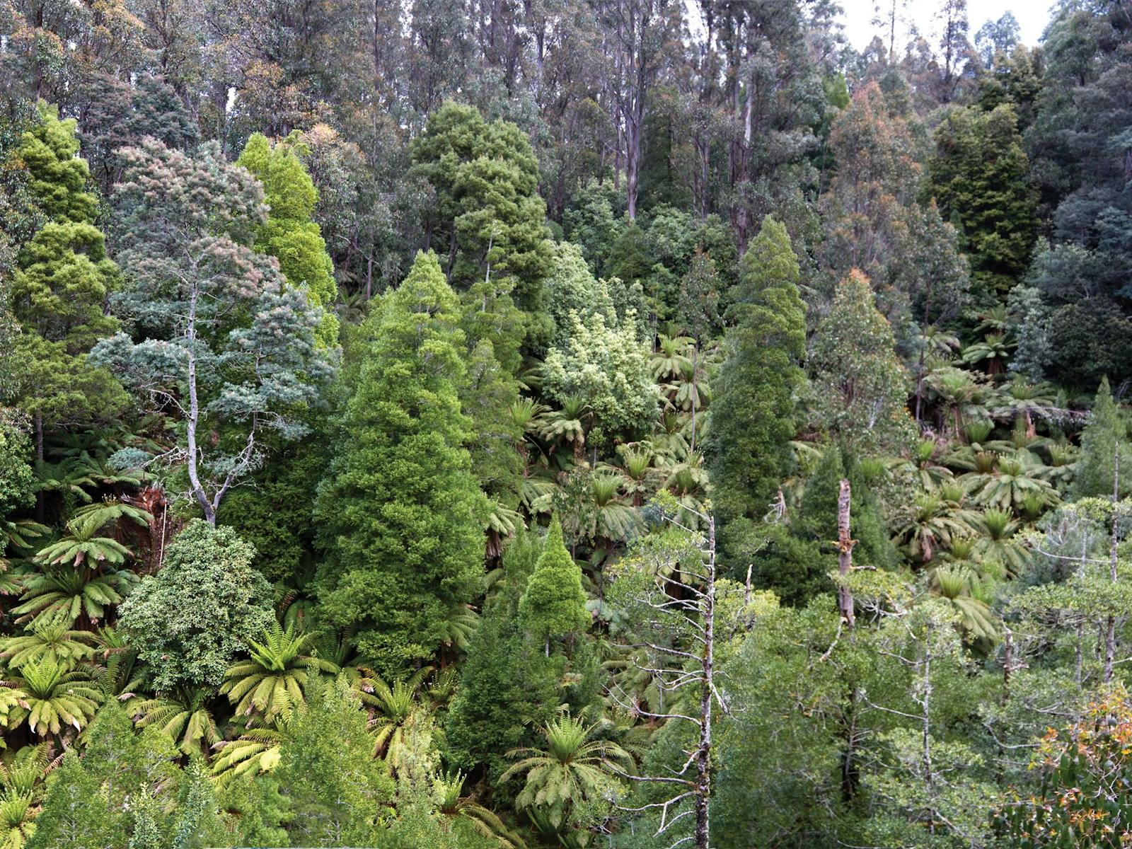 Arve Road Forest