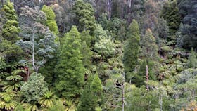 Arve Forest Drive