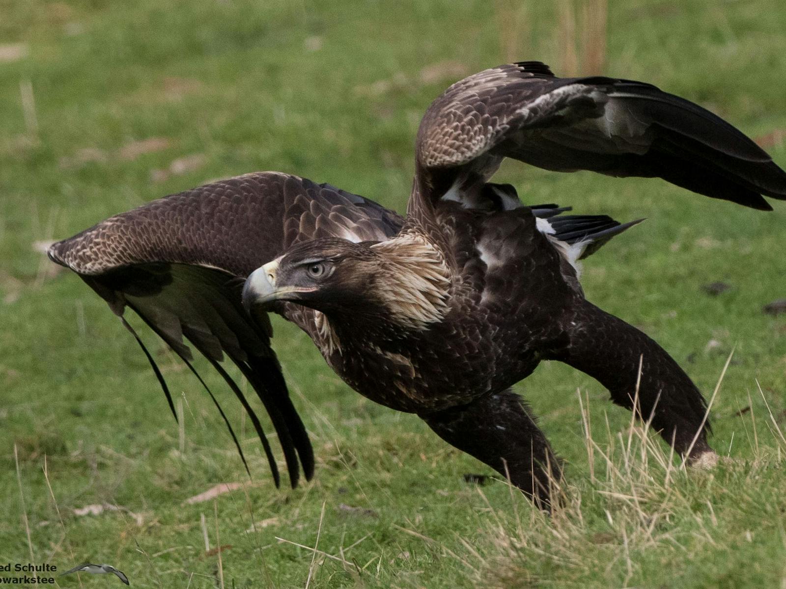 wedge-tailed eagle at the raptor hide