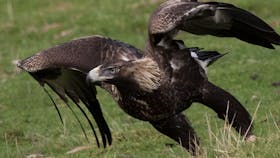 Inala Nature Tours