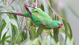 Inala Nature Tours