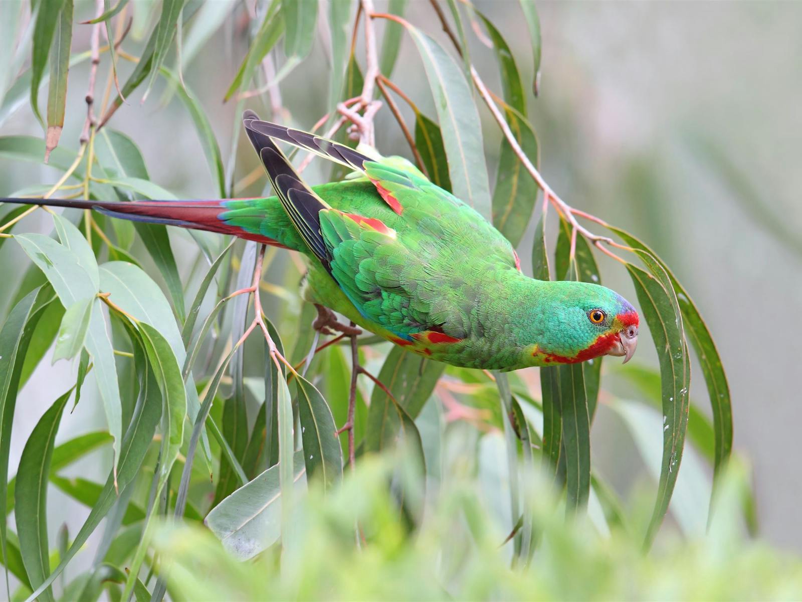 swift parrots nest on the Inala Reserve