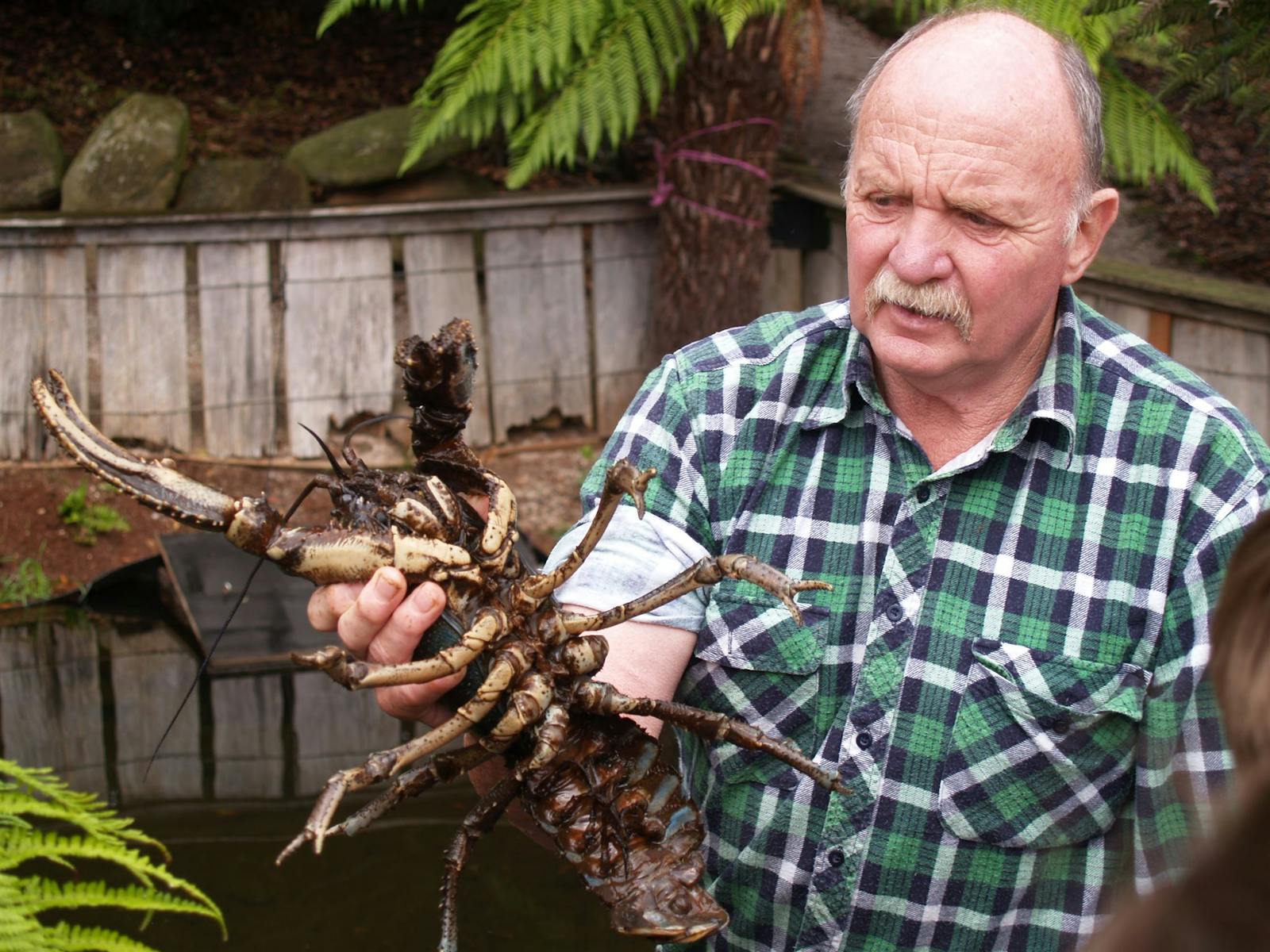 Freshwater Lobster