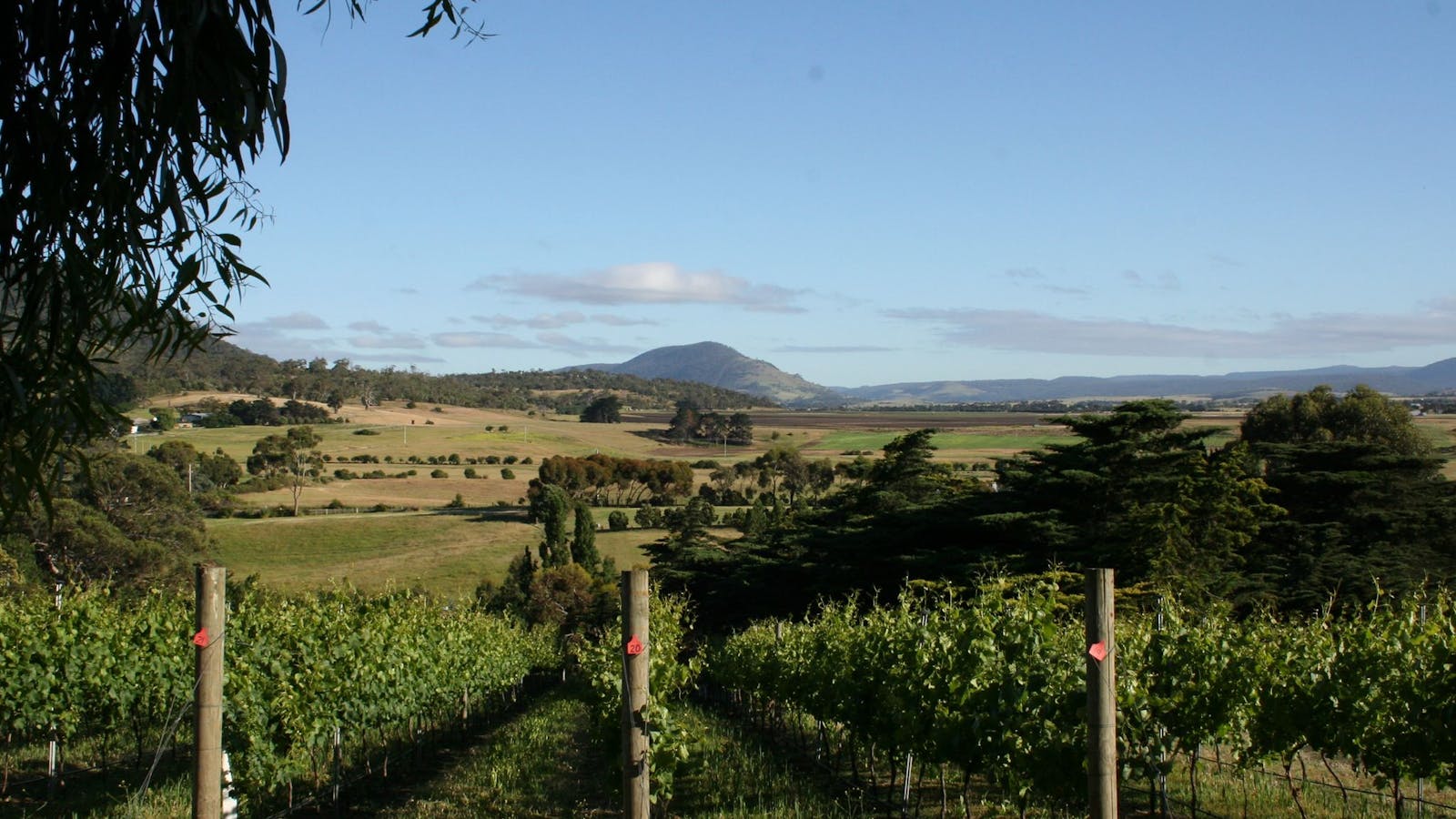 Pooley Wines