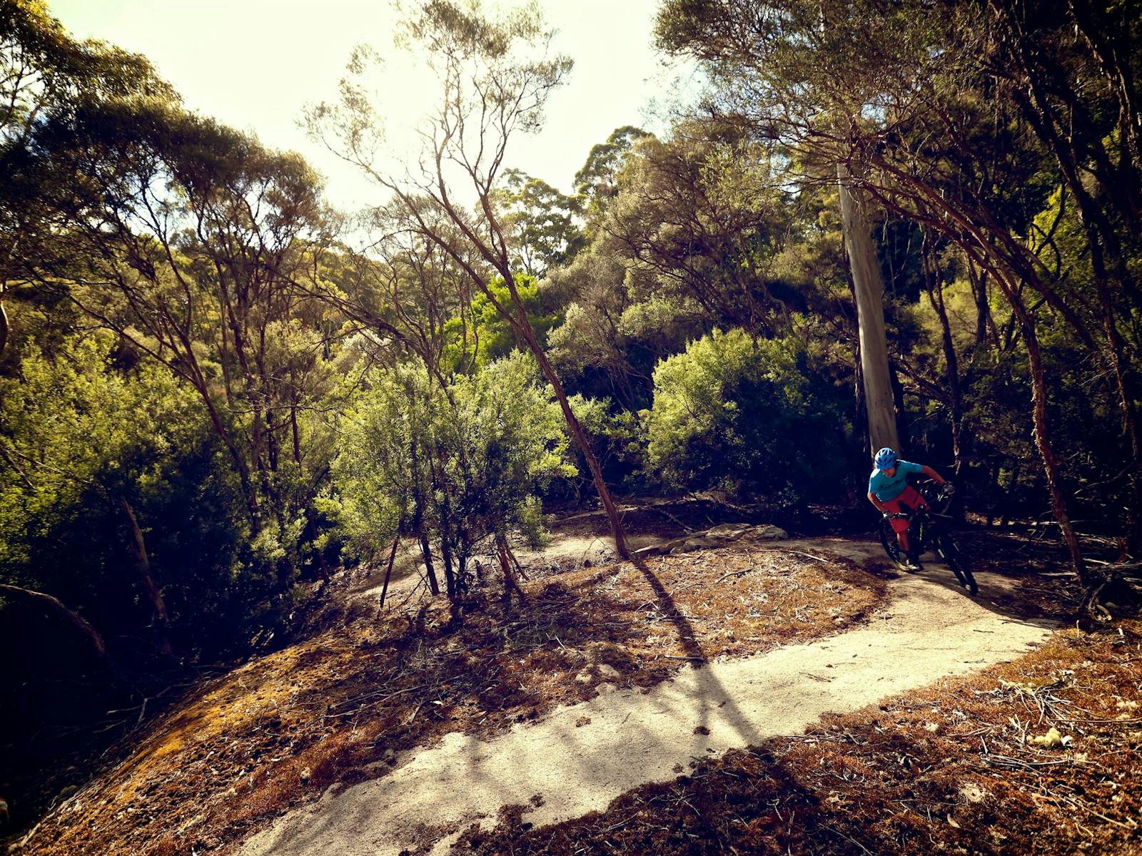 BlueDerby MTB Trails, North East Tasmania