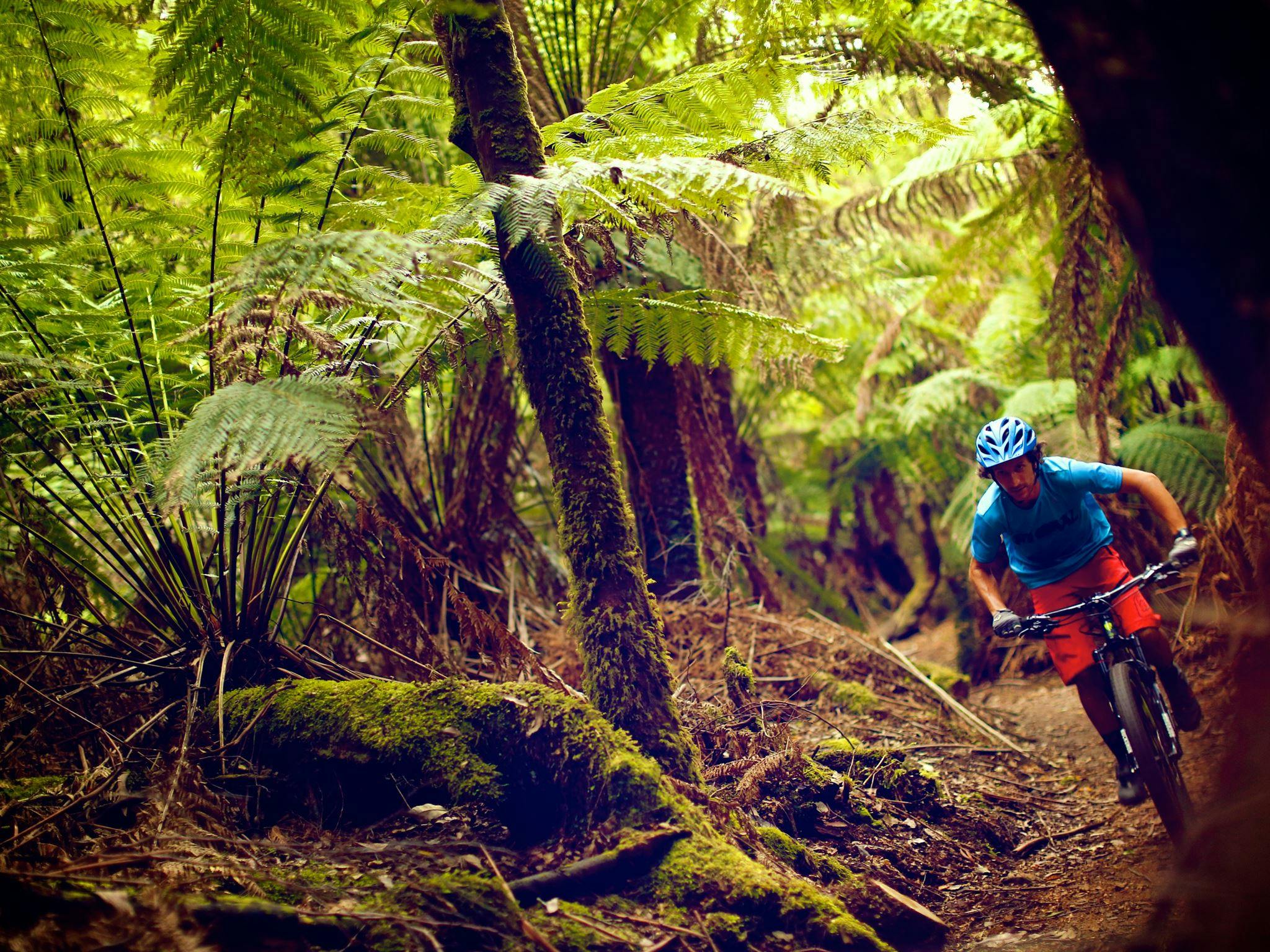 BlueDerby MTB Trails, North East Tasmania - 'Krushka's'