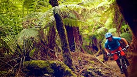 Blue Derby Mountain Bike Trails