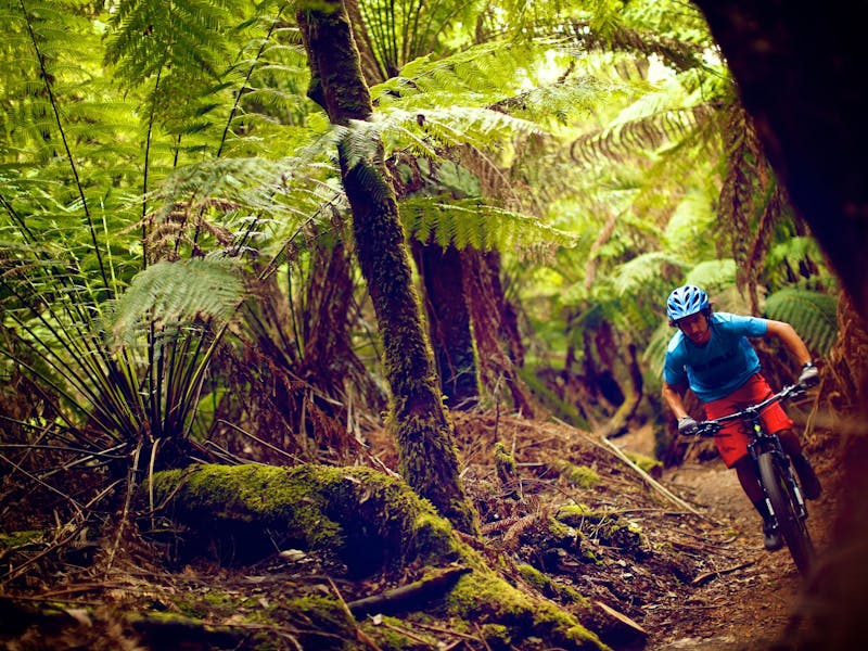 Blue Derby Mountain Bike Trails - Discover Tasmania