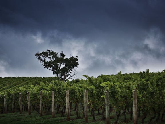 Dalrymple Vineyards