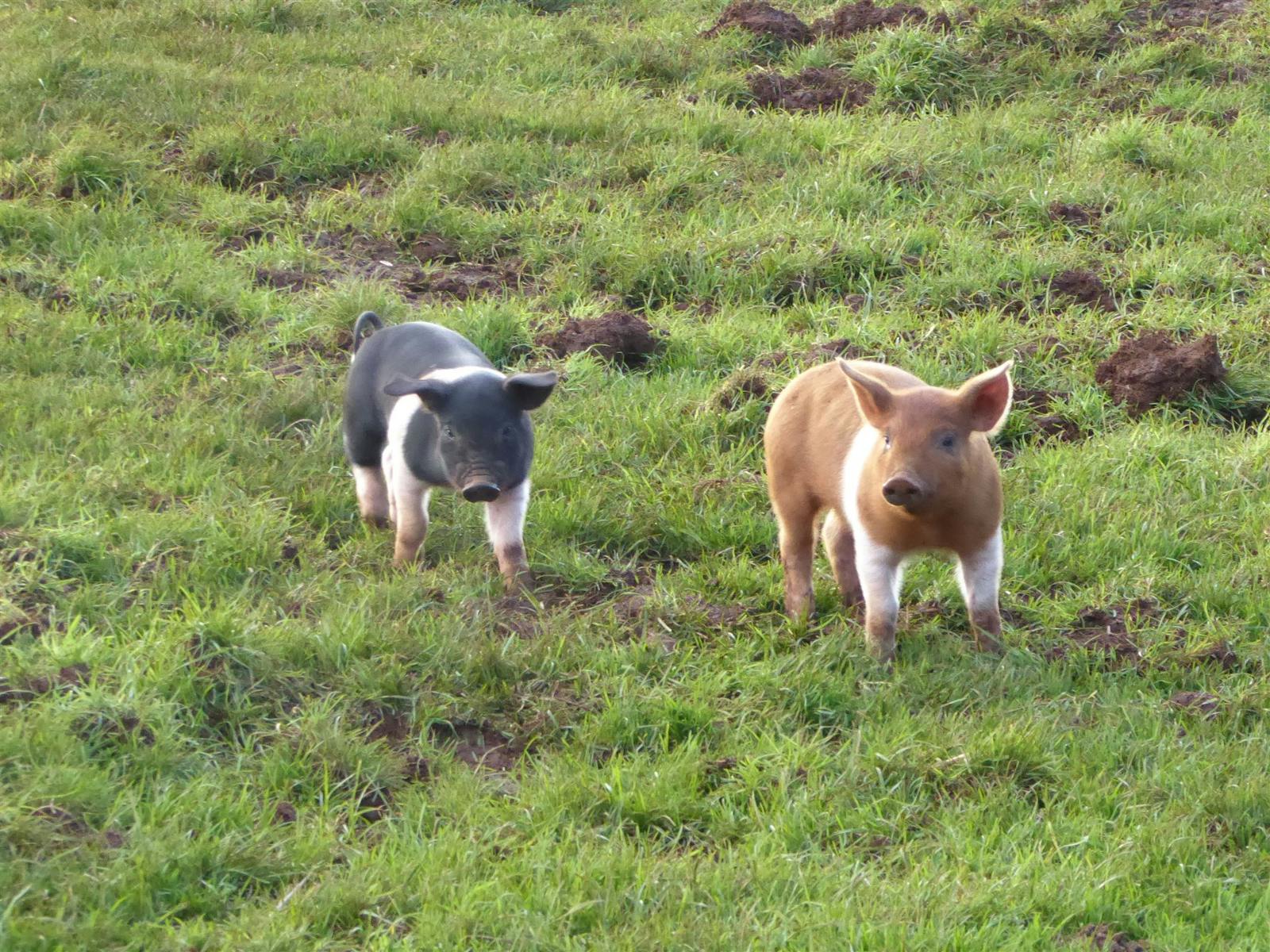 Mt Gnomon Wessex Saddleback piglets