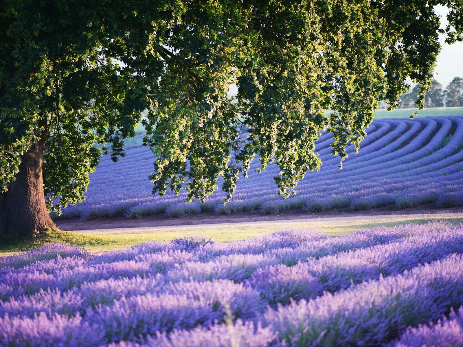 Glorious Oak