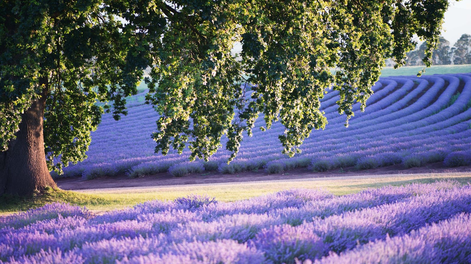 Bridestowe Lavender Estate