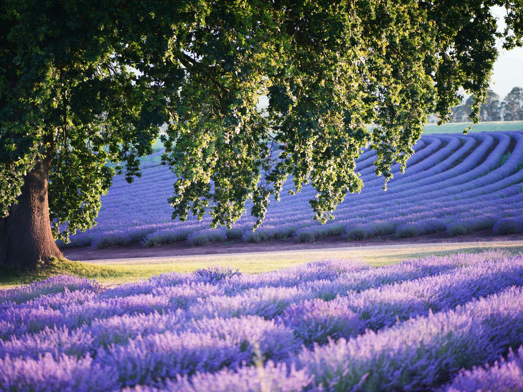 Bridestowe Lavender Estate