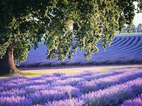Bridestowe Lavender Estate