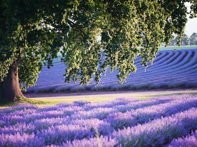 Bridestowe Lavender Estate
