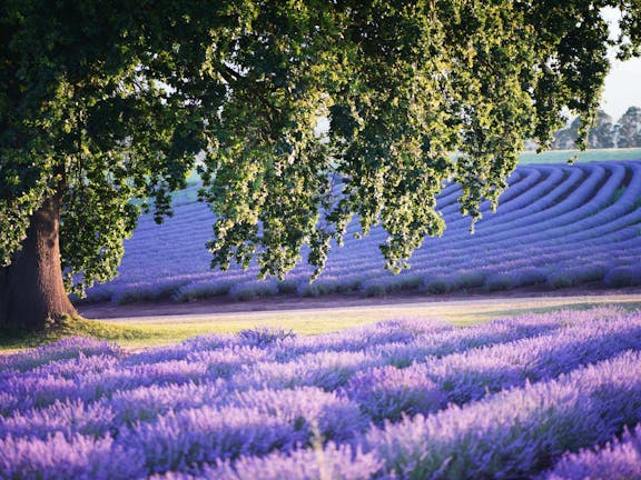 Bridestowe Lavender Estate