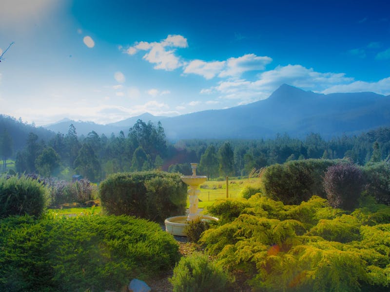 Maydena Country Cabins & Alpaca Stud Discover Tasmania