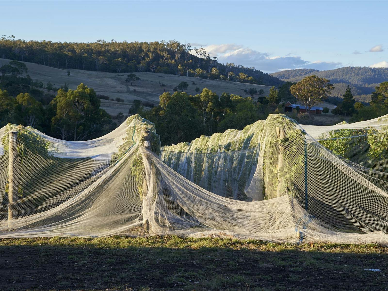 Wobbly Boot Vineyard