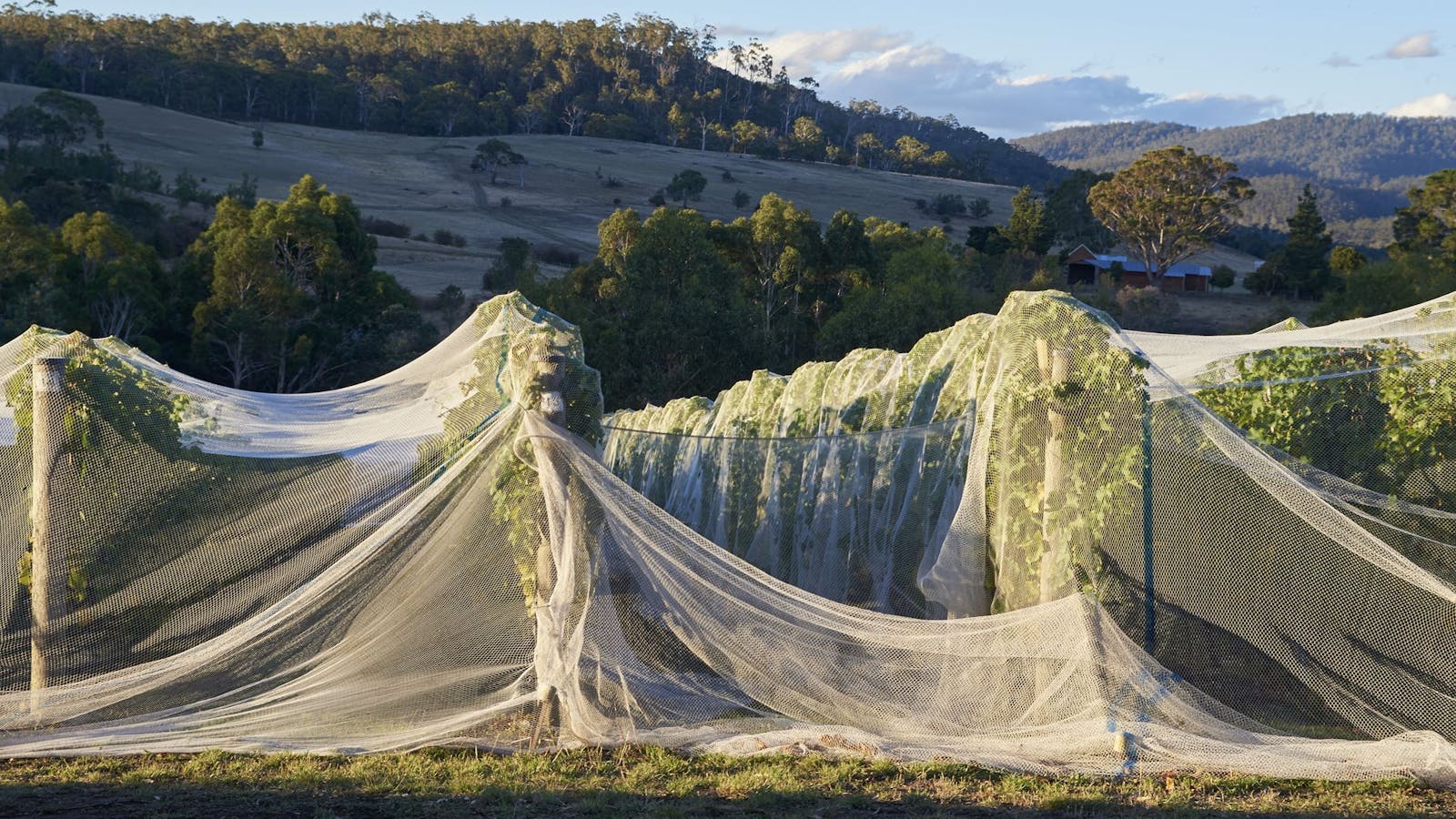 Wobbly Boot Vineyard