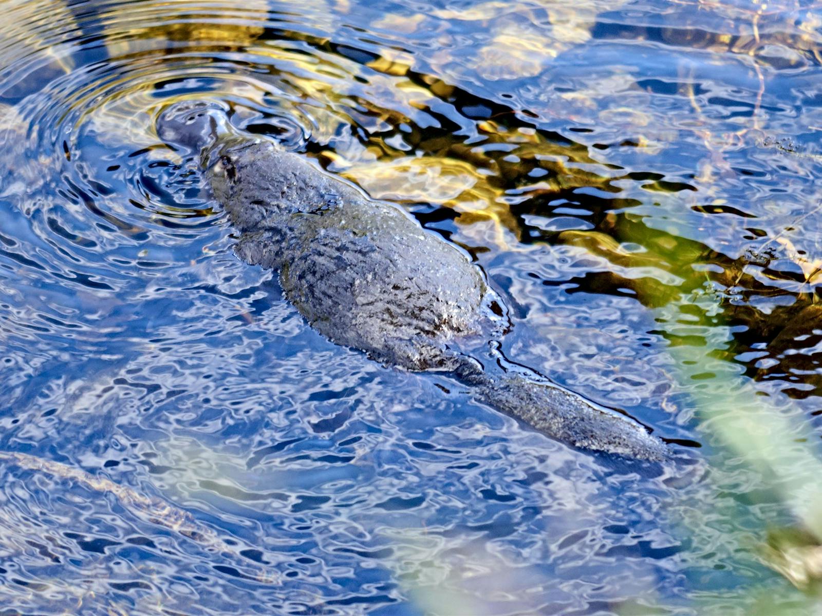 The resident platypus at Wobbly Boot Vineyard