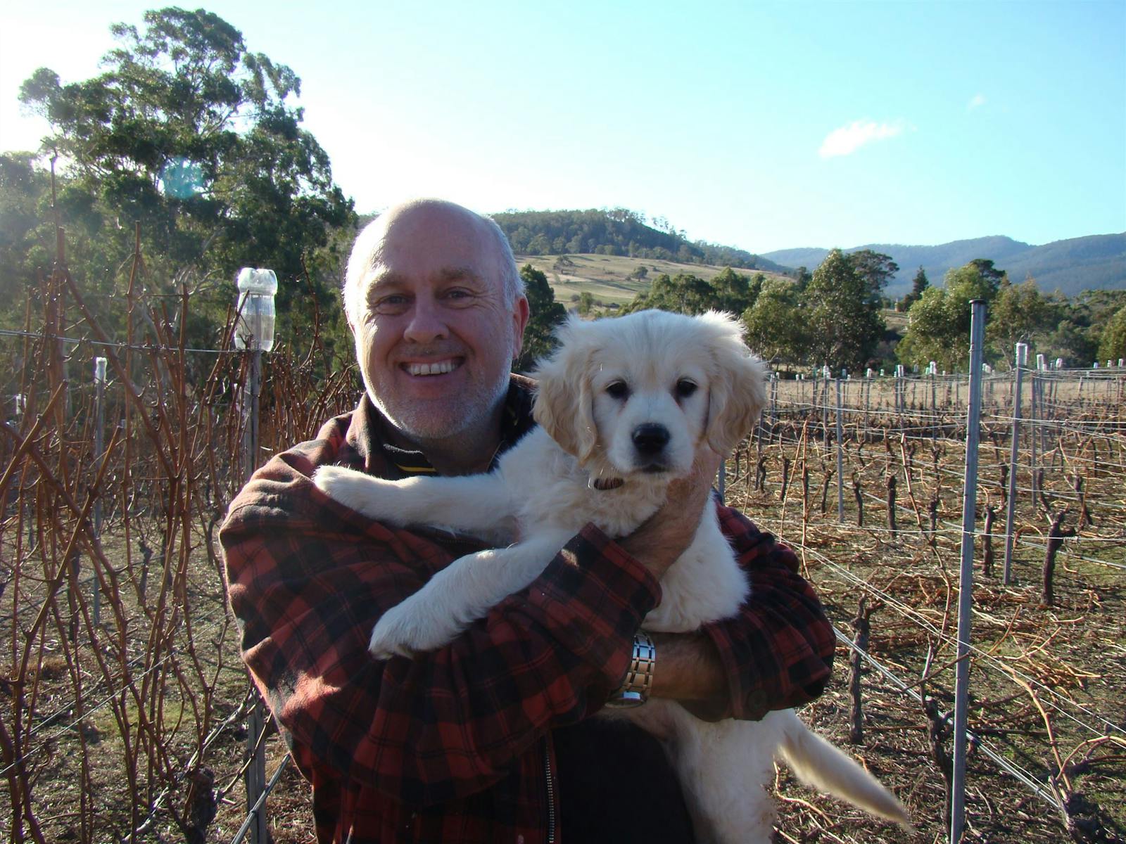 Maeve the vineyard dog