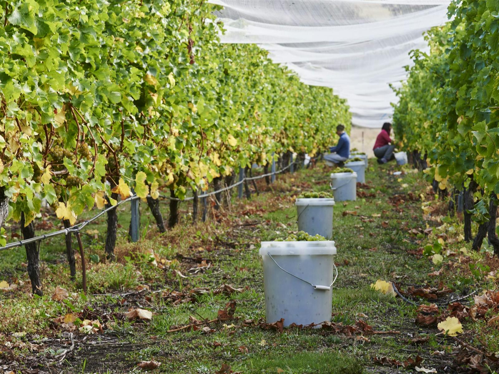 Vintage at Wobbly Boot Vineyard