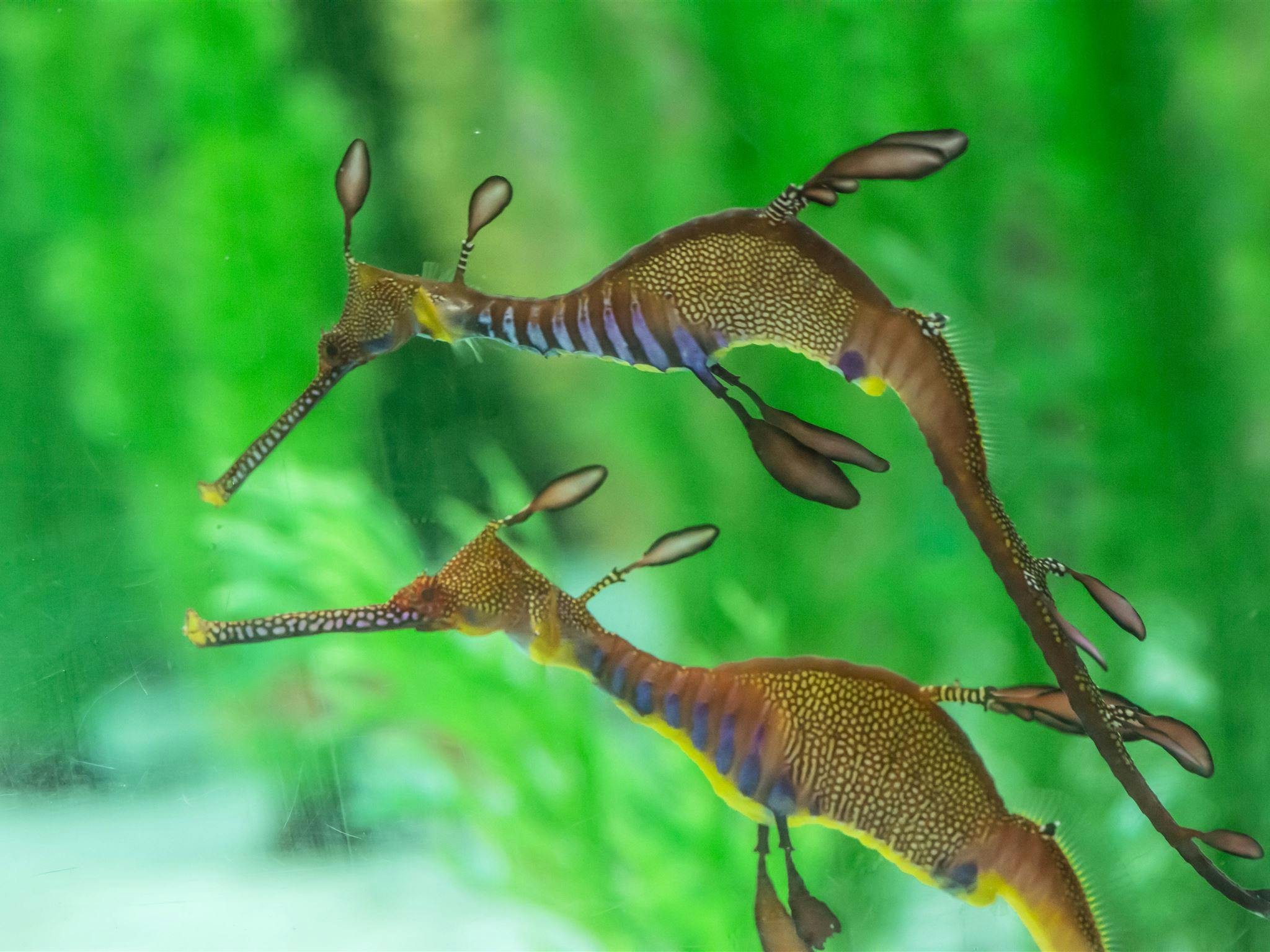 Seahorse World