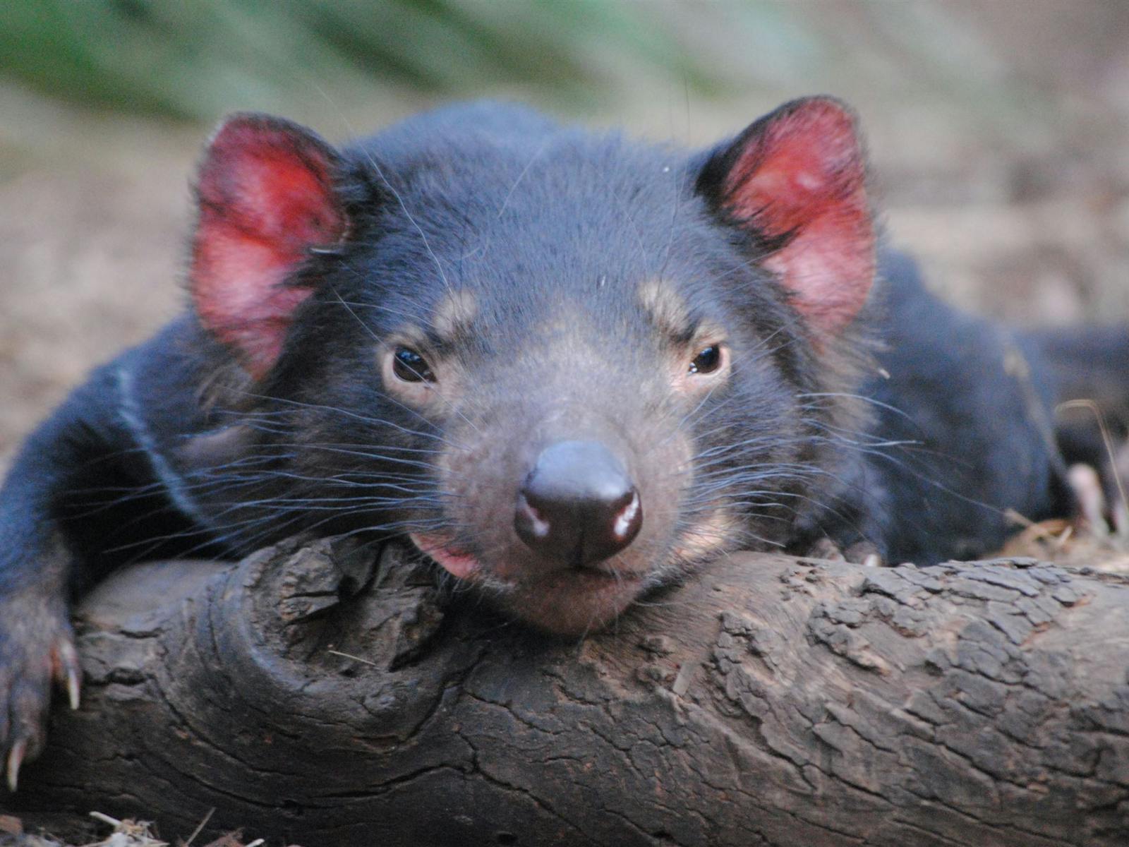 Tasmanian devil looking sleepy