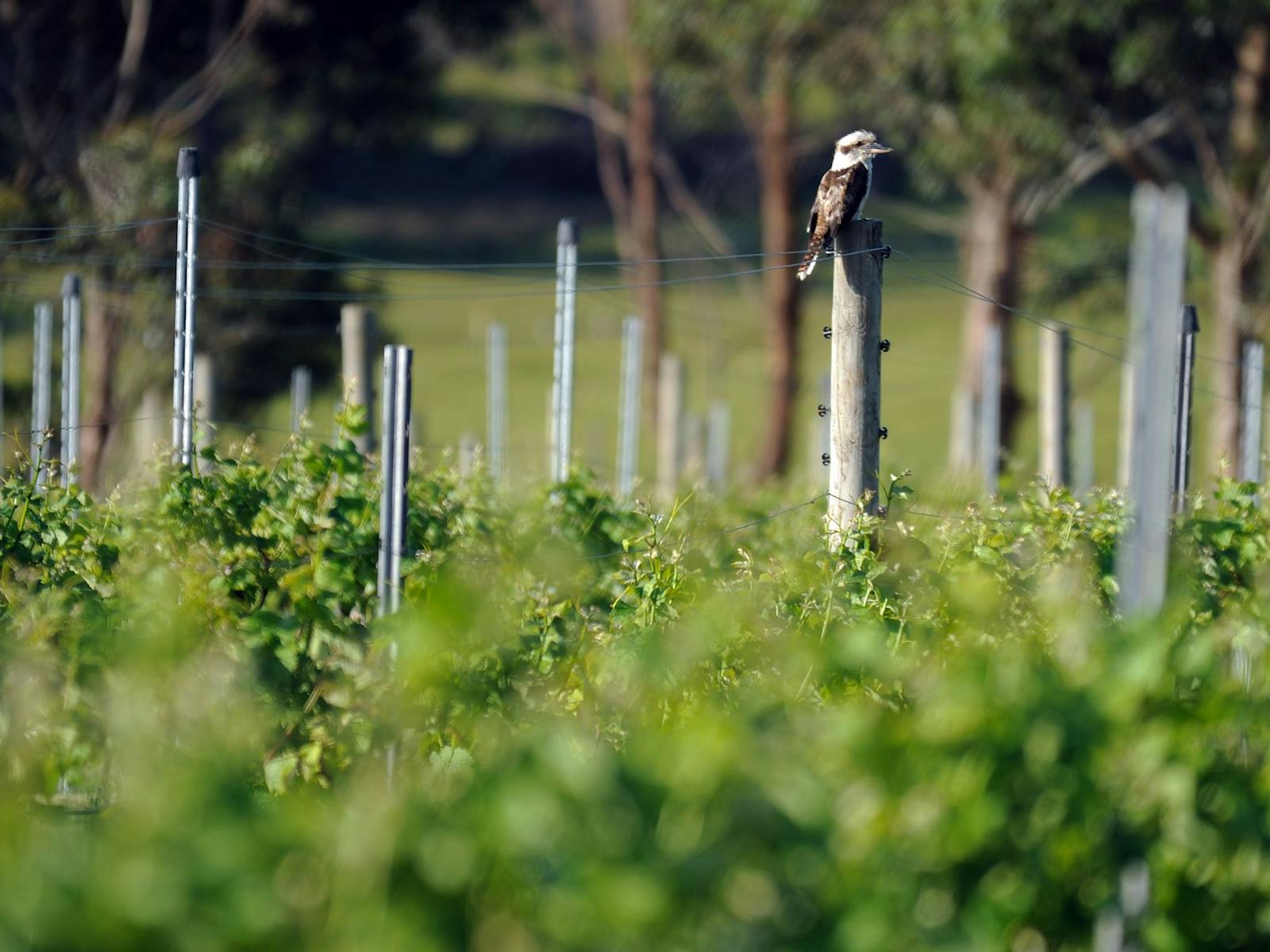 Winter Brook Vineyard