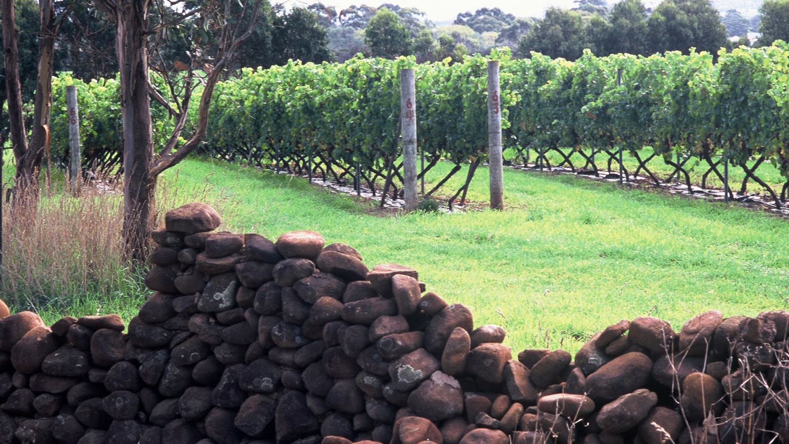 Spring Vale Vineyard