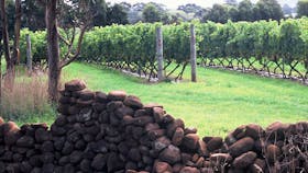 Spring Vale Vineyard