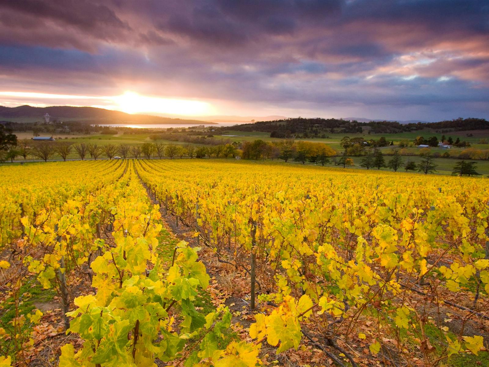 Craigow Vineyard