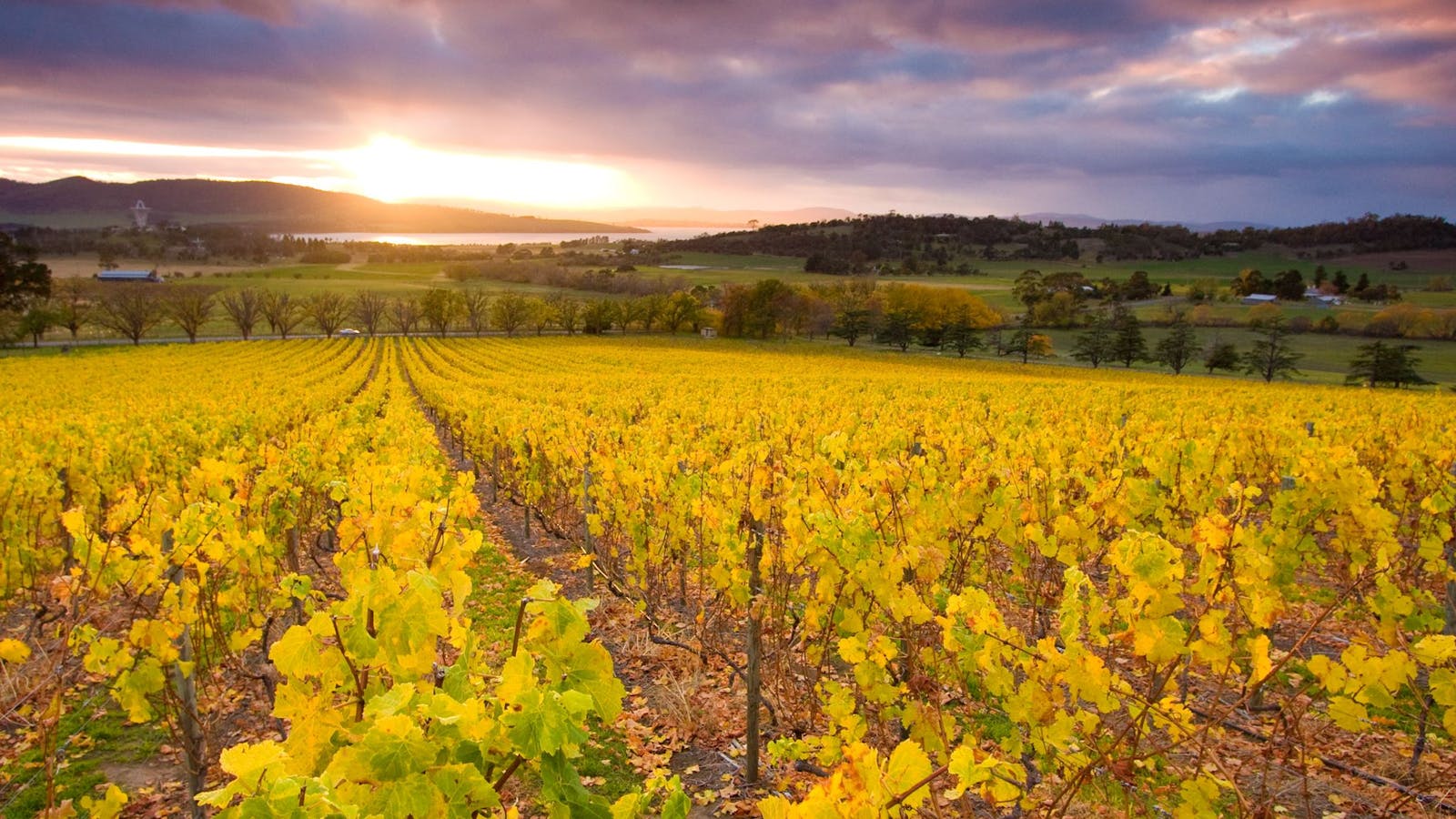 Craigow Vineyard