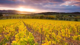 Craigow Vineyard