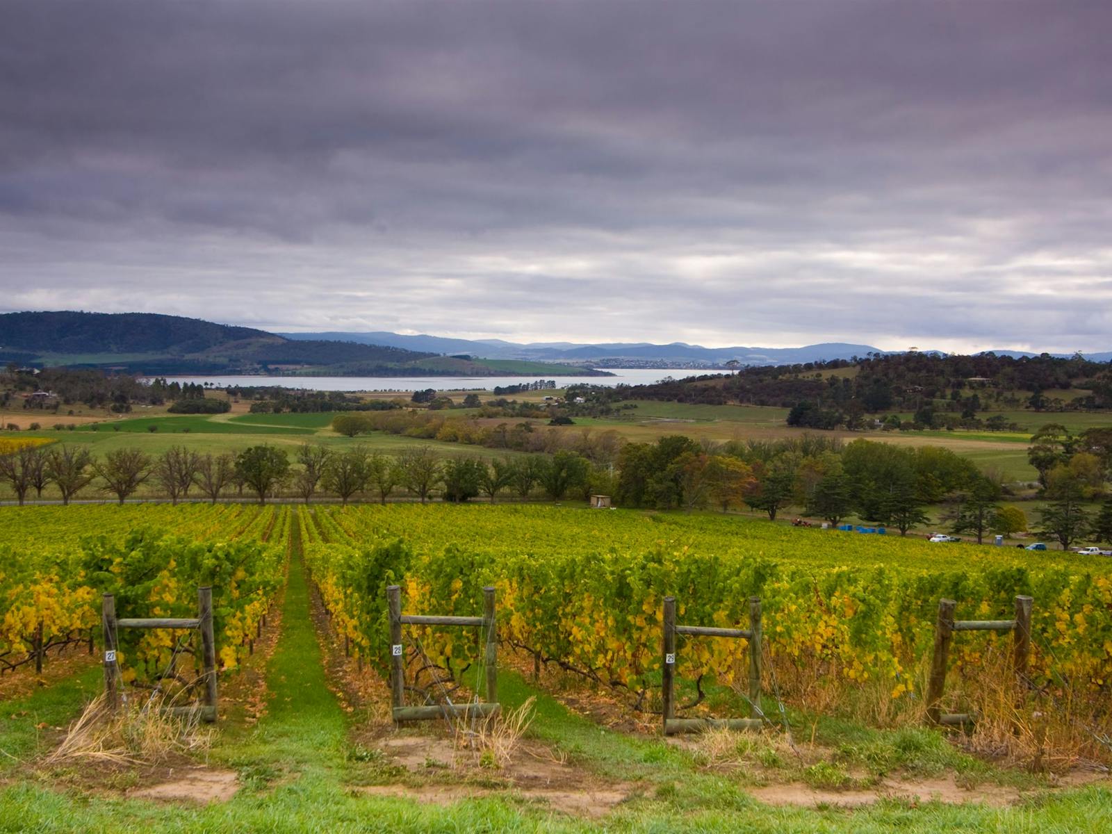 Craigow Vineyard