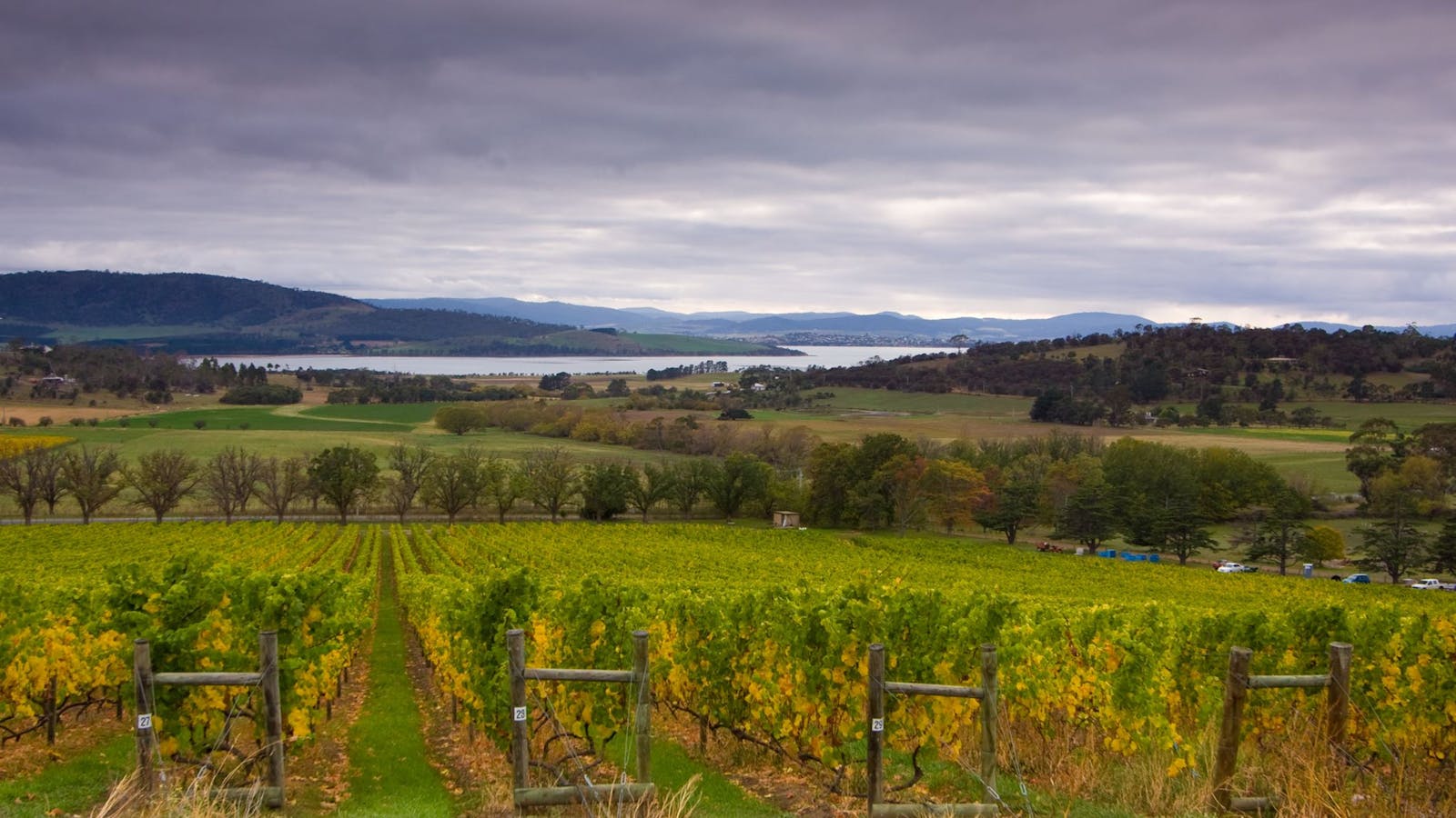 Craigow Vineyard