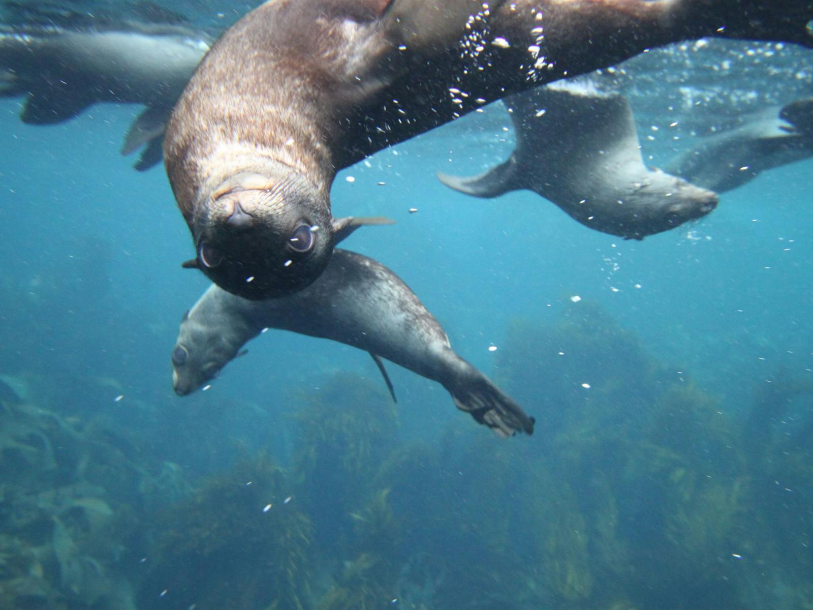 seals underwater