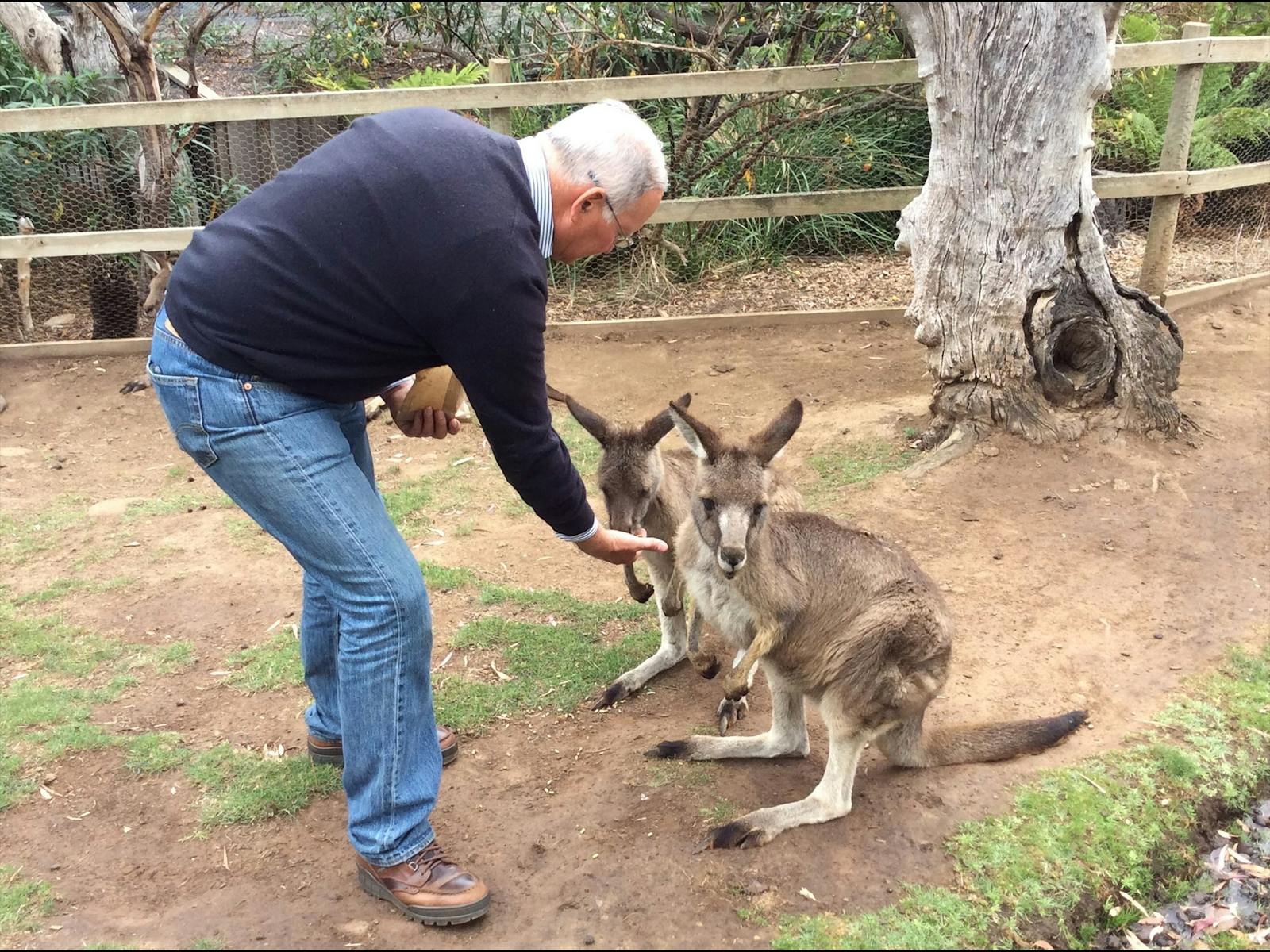 Friendly Kangaroos