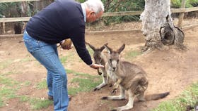 Friendly Kangaroos