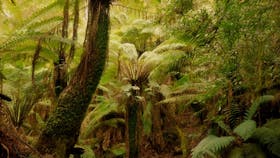 Notley Fern Gorge