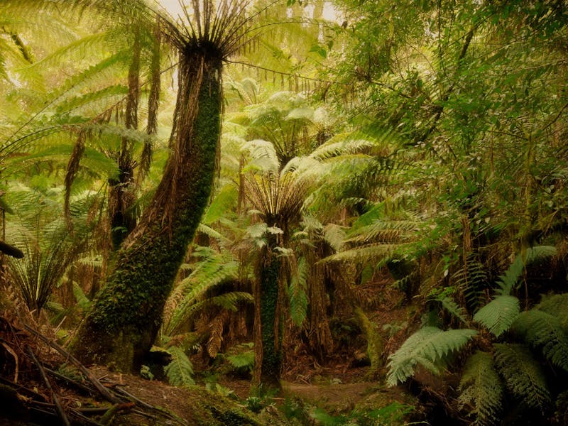 Notley Fern Discover Tasmania
