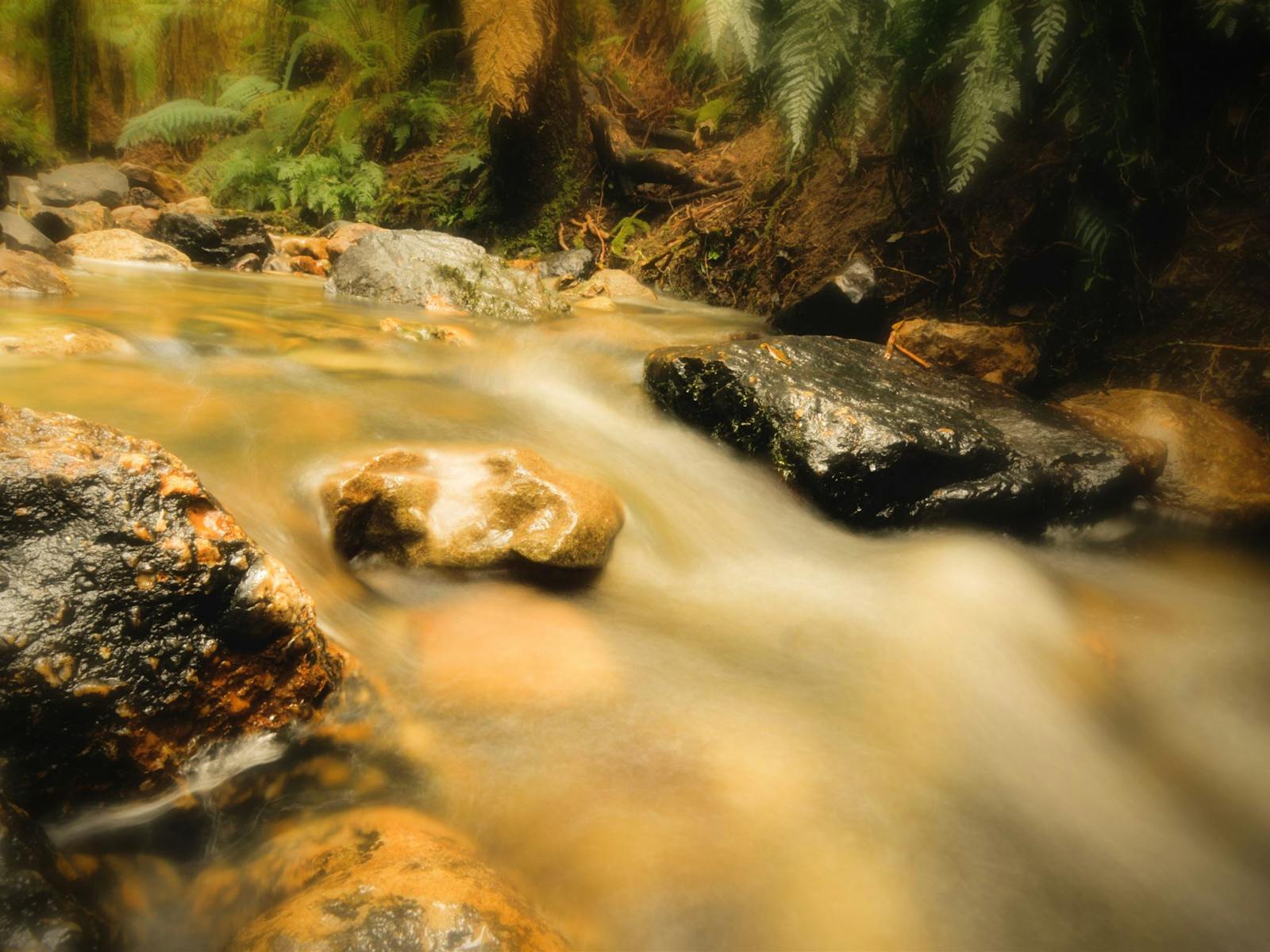Notley Fern Gorge